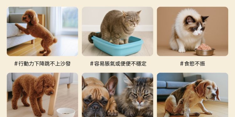 LOVITA PETS 美國醫護級照護思維登台 全方位支持毛孩的健康