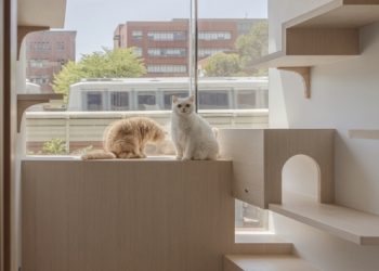 觀景窗看小鳥！雙北純貓旅館新選擇