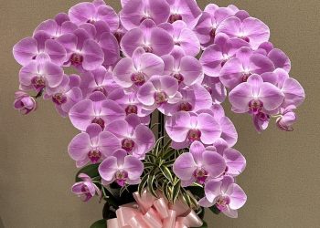 高雄蘭花店精選 專業花藝設計 典雅點綴每一個重要時刻