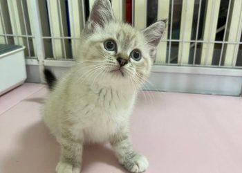 台中霧峰貓舍推薦 家庭式照護＋健康保障 讓飼主安心迎接毛孩