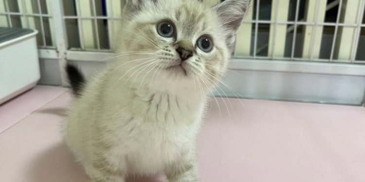 台中霧峰貓舍推薦 家庭式照護＋健康保障 讓飼主安心迎接毛孩