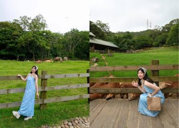 苗栗親子一日遊｜飛牛牧場＋台鹽園區＋白沙屯小吃 一人不到500元