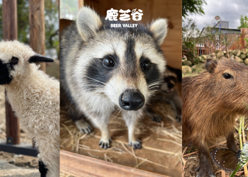 南投鹿谷「鹿芝谷」紫斑蝶季登場　親子共賞萬蝶飛舞自然奇景