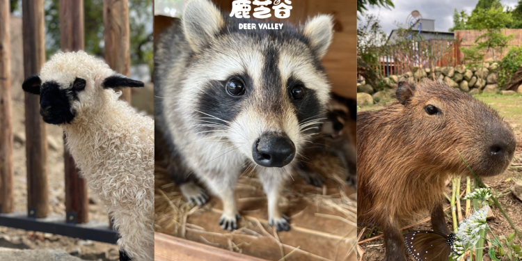 南投鹿谷「鹿芝谷」紫斑蝶季登場　親子共賞萬蝶飛舞自然奇景