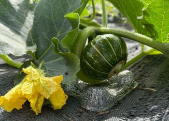 南投埔里圻宣農場直送 紅土地有機蔬果新鮮宅配到家