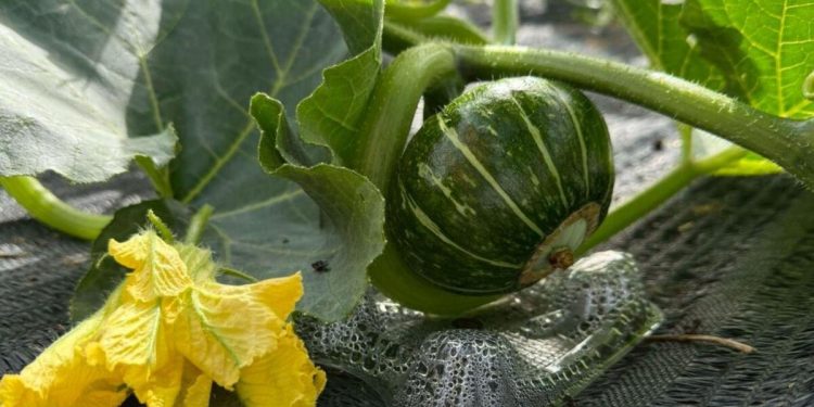 南投埔里圻宣農場直送 紅土地有機蔬果新鮮宅配到家