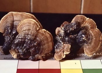 蘑法二十、蛻變創新  蘑法生技於亞洲生技大展發表外泌體專利原料新亮點