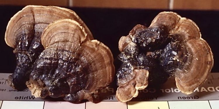 蘑法二十、蛻變創新 蘑法生技於亞洲生技大展發表外泌體專利原料新亮點