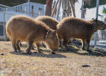 Blackpink Jennie 都瘋迷 北中南水豚熱點大盤點 星夢森林劇場成亮點