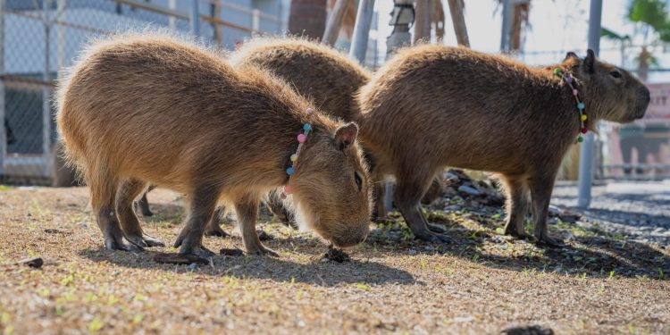Blackpink Jennie 都瘋迷 北中南水豚熱點大盤點 星夢森林劇場成亮點