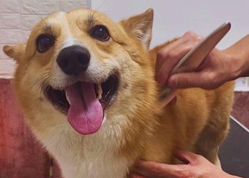 狗狗也能調理身心 台南寵物按摩舒緩狗狗壓力 助毛孩恢復元氣