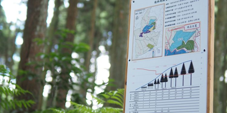 香氣產業的隱形斷鍊：根本芳療攜手永泰林業啟動跨國加工鏈 臺灣杉首度出海