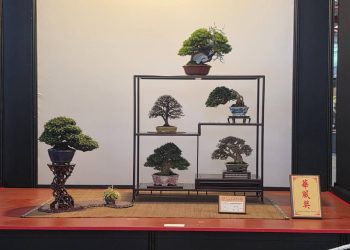 「2025世界盆栽展」盛大開幕 王惠美邀世界看見台灣