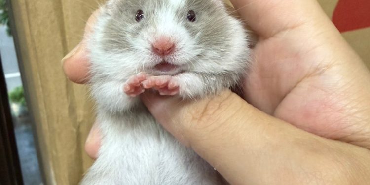 真的萌鼠人 桃園鼠舍推薦鼠鼠一家 超可愛鼠寶貂寶天竺鼠寶寶