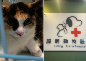 浪貓豆花受困捕獸夾 麗明動物醫院出手相救並籲正視陷阱危害