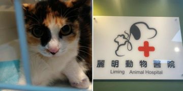 浪貓豆花受困捕獸夾 麗明動物醫院出手相救並籲正視陷阱危害