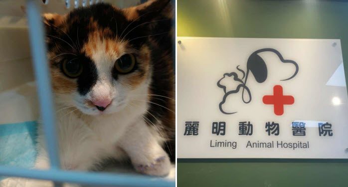 浪貓豆花受困捕獸夾 麗明動物醫院出手相救並籲正視陷阱危害