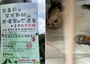 浪貓豆花受困捕獸夾，麗明動物醫院出手相救並籲正視陷阱危害