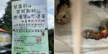 浪貓豆花受困捕獸夾,麗明動物醫院出手相救並籲正視陷阱危害