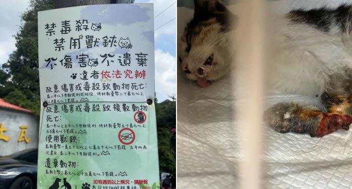 浪貓豆花受困捕獸夾,麗明動物醫院出手相救並籲正視陷阱危害