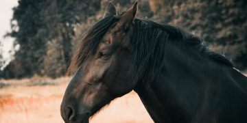 AI 紅利才剛起步，迎戰2026金馬年！復華主動式 00991A專獵台股「千里馬」