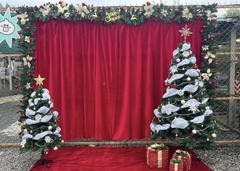 宜蘭首創「策展式」萌寵樂園！星夢森林劇場變身聖誕夢境