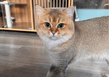 溫馨舒適的桃園合法貓舍推薦 超親人焦糖藍金漸層貓咪就在這