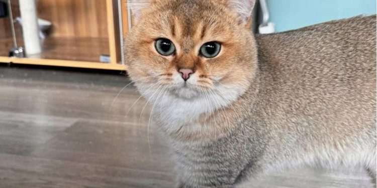 溫馨舒適的桃園合法貓舍推薦 超親人焦糖藍金漸層貓咪就在這