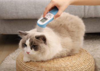 台北寵物節聚焦創新技術 PetiMeti智能按摩梳引領健康新浪潮