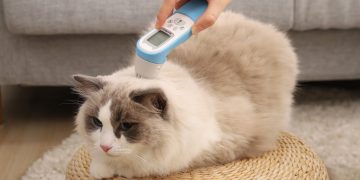 台北寵物節聚焦創新技術 PetiMeti智能按摩梳引領健康新浪潮