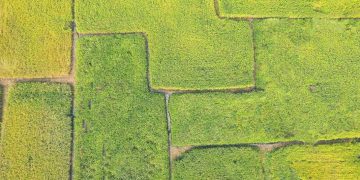 南投縣仁愛鄉用一粒香糯米,走出產業與文化新路