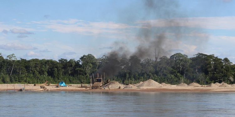 獵殺「亞馬遜毒金」！百兆產值引爆修復商機 合法化監管，能否成為雨林救贖？