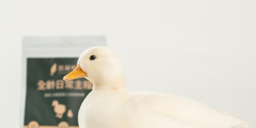 寵物鴨照護需求浮現 「凱爾鴨」推出全齡營養飼料新選擇