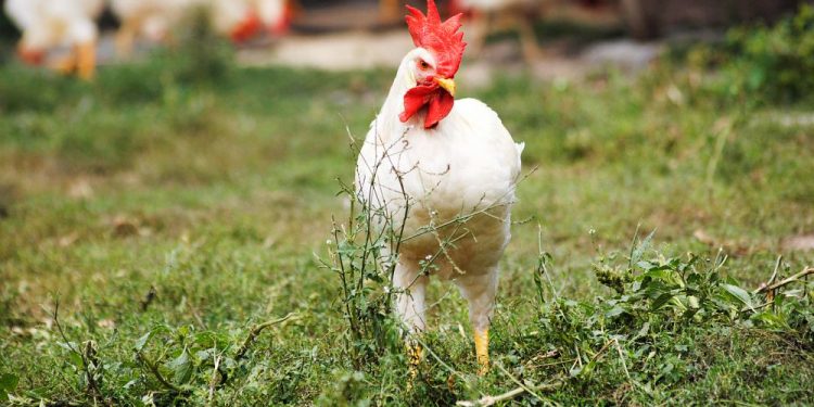 終結「雄性雛雞撲殺」爭議    日本 AI 蛋殼鑑定技術精準率達 97% 產蛋產業鏈迎來 ESG 數位轉型