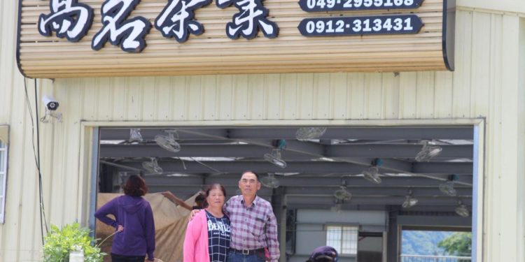 南投高山茶葉怎麼挑?茶農用「直售+體驗」把茶園故事帶到你手上