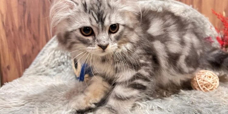 台中潭子合法貓舍 專業飼養TICA認證純種英短與布偶貓