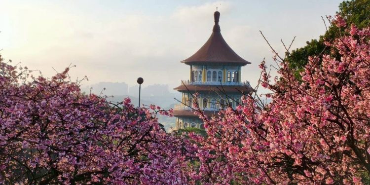 賞花還能抽泡湯券！「2026花見櫻花季」活動倒數計時 景觀處邀您來天元宮拍照打卡抽好禮