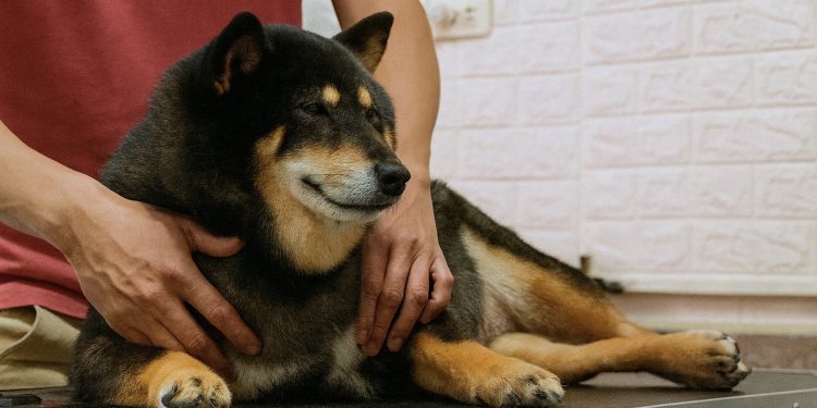 台南寵物經絡按摩：狗狗筋膜放鬆+經絡調理讓熟齡犬有個好覺