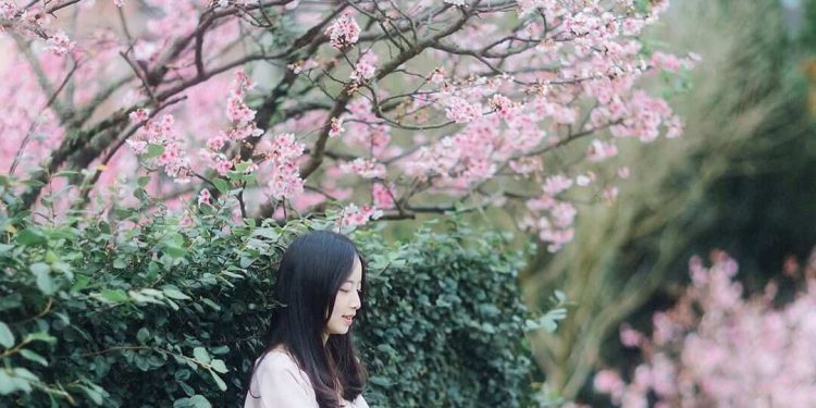 2026全台賞櫻景點｜前進如夢似幻樂活公園、石壁風景區 見證粉紅爆擊