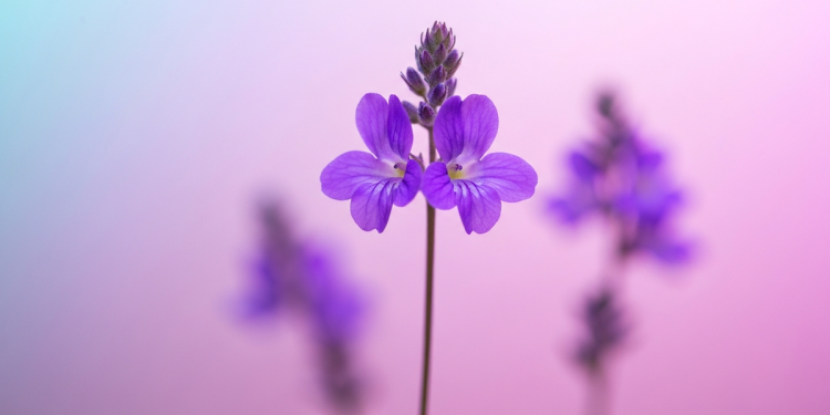 「健康網紅」Casey Means 出席聽證會 疫苗立場遭兩黨質疑