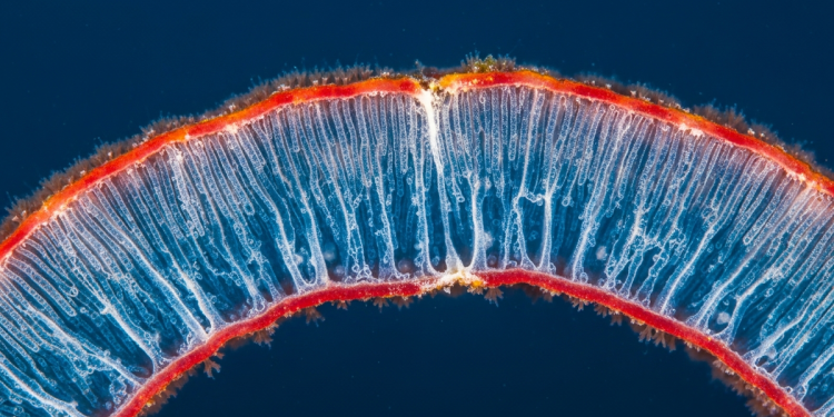 珊瑚礁深藏「天然藥庫」 逾 99% 微生物種類全新