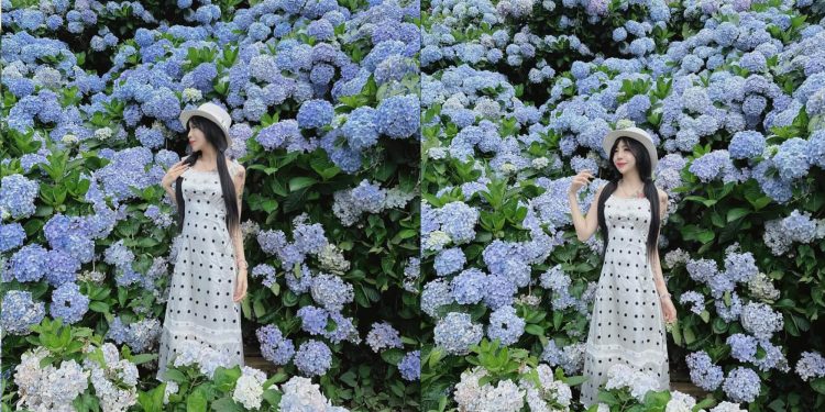 不只陽明山繡球花 不用上山 安森公園也能賞花 全台Top9繡球花景點