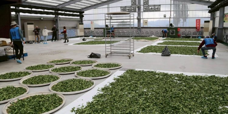 雲端上對決 「雲深製茶」攜手茶改場 啟動史上最高巔峰製茶賽