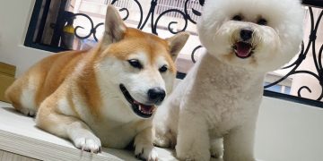 從家的想像出發 打造讓毛孩安心的美容與住宿空間
