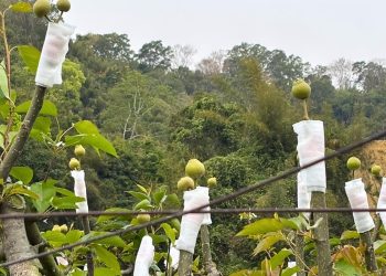 大湖水梨禮盒 堅持220天熟成 得獎甘露梨一顆就可以訂