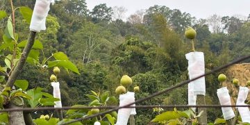 大湖水梨禮盒 堅持220天熟成 得獎甘露梨一顆就可以訂