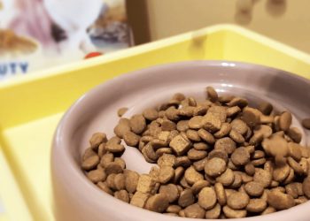 貓奴變身「營養審核員」機能糧成新趨勢卡咪哇全能方塊糧滿足需求