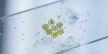 美腹瀉疫情多州蔓延 官方追蹤系統縮編添挑戰