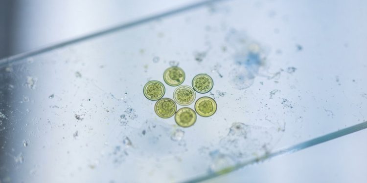 美腹瀉疫情多州蔓延 官方追蹤系統縮編添挑戰