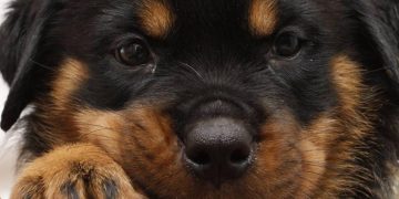 出差旅行狗狗誰照顧 苗栗大型犬住宿從活動空間到入住準備都有完整安排